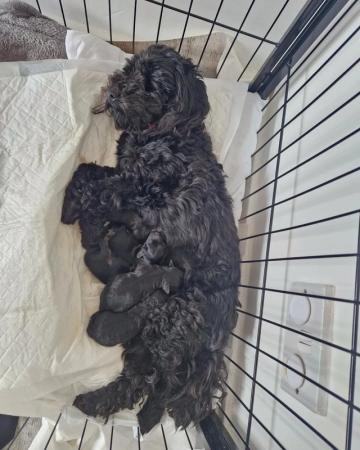 Image 4 of Adorable cockapoo Puppies Ready for Loving Forever Homes