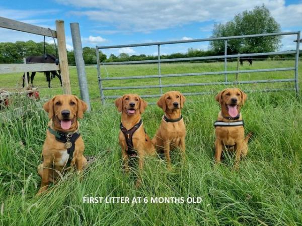 Image 6 of dark red fox Labrador puppies available next week