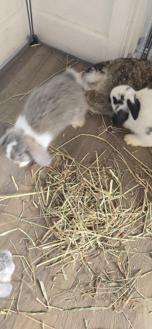 6 Baby rabbits due to be ready 14th august — photo 2 of 4