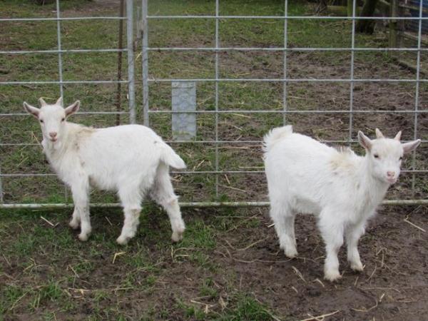 Image 2 of beautiful pygmy goats for sale