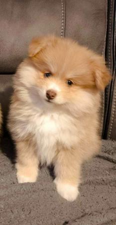 Image 1 of Male Pomeranian Puppy ready 25th May