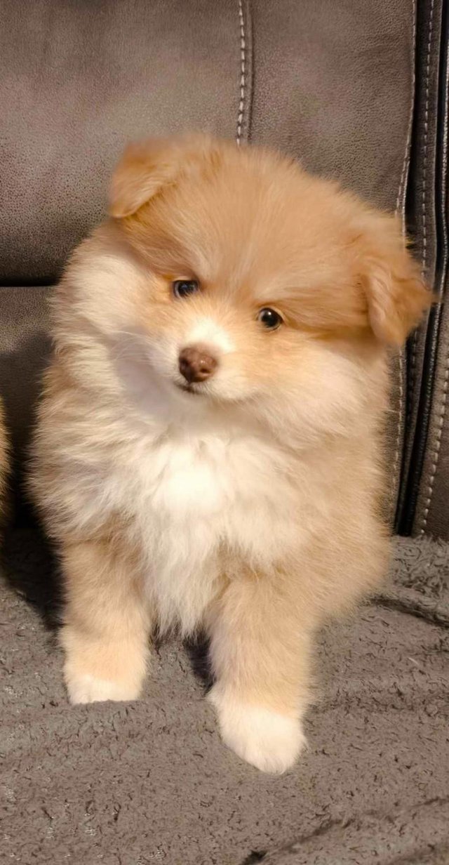 Preview of the first image of Male Pomeranian Puppy ready 25th May.