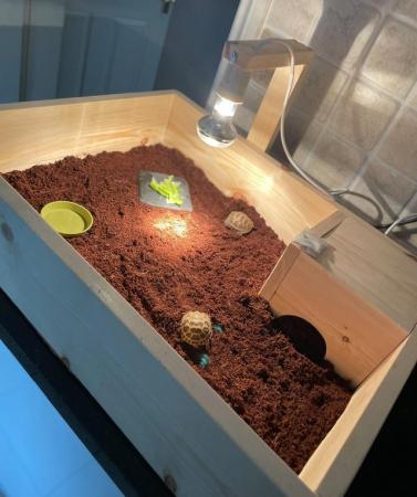 Image 4 of Baby tortoise - with fully set up home and accessories
