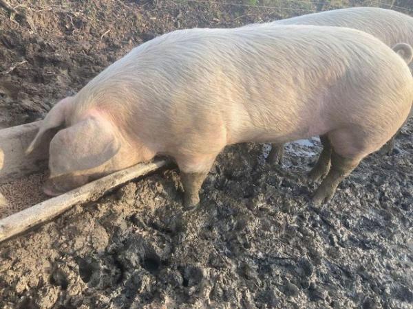 Image 2 of 1 year old Welsh Pedigree Boar for sale