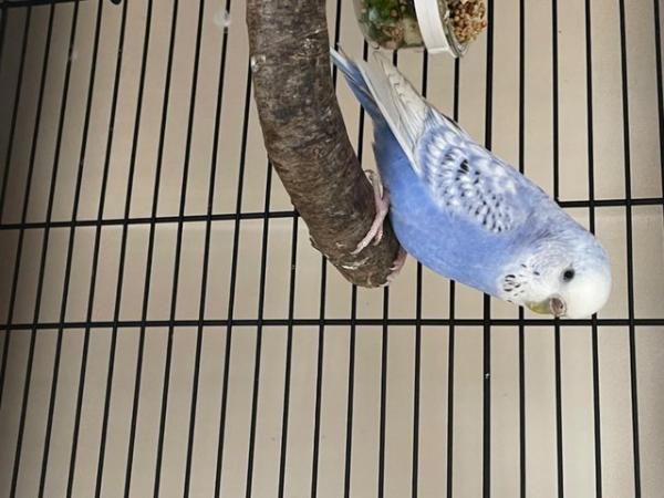 Image 4 of Beautiful budgies for 5 star home only!!