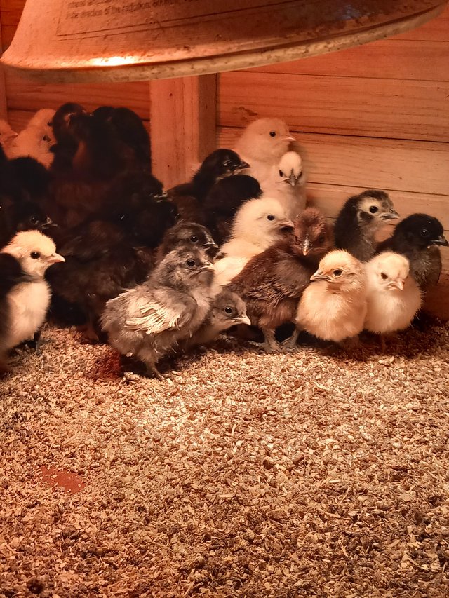Preview of the first image of Light Sussex silky Cross bantams.