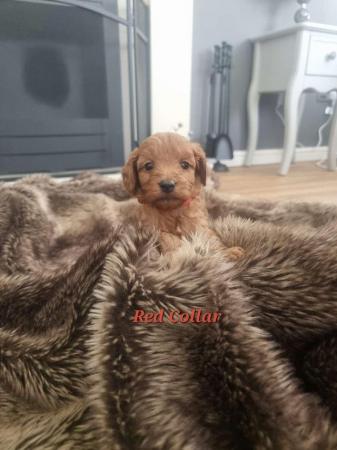 Image 10 of Stunning F2b Toy Cockapoo Puppies - Ready to Leave Friday