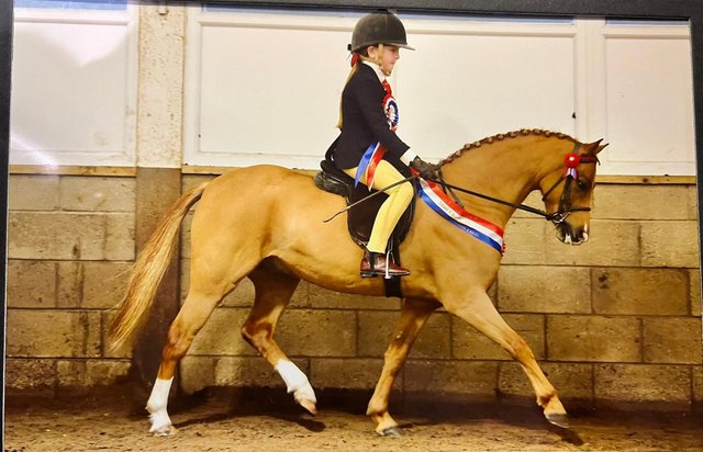 Image 3 of Top Class 122 Show Pony