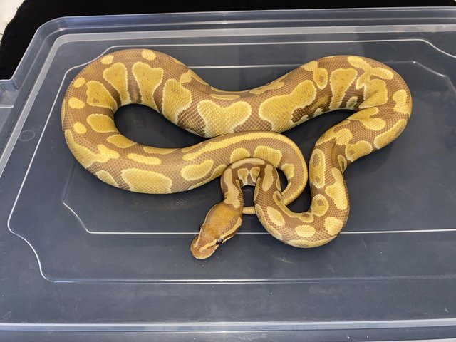 Preview of the first image of 2022 Adult Female Ultramel 100% Het Hypo Ball Python.