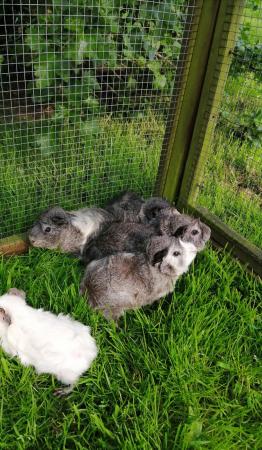 Image 3 of Guinea pigs available now in beautiful grey and white colour