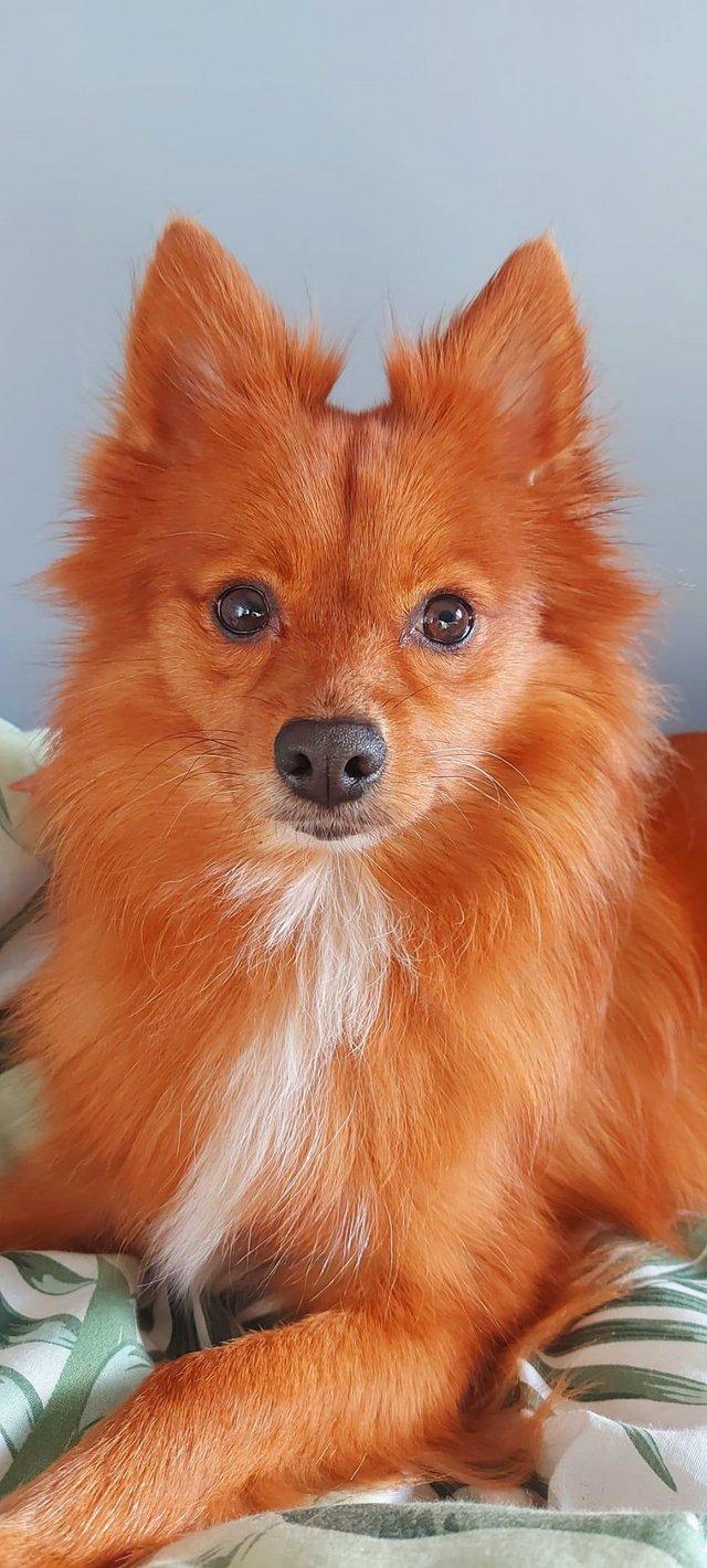 Preview of the first image of Female Red Pomeranian young adult.
