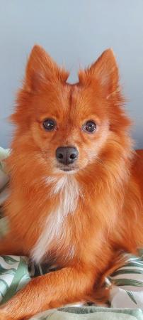Image 1 of Female Red Pomeranian young adult