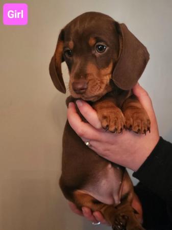 Image 7 of Miniature Dachshunds KC registered