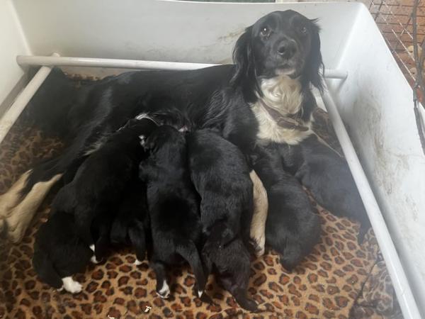 Image 4 of Collie x puppies 4 girls one boy left
