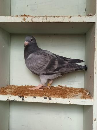 Image 4 of 2024 Racing Pigeons for sale - Squeakers - Eye Suffolk