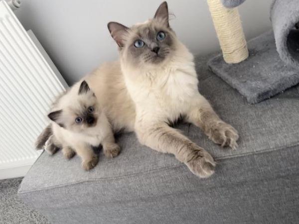 Image 3 of Adorable Ragdoll kittens(1 boy and girl left )