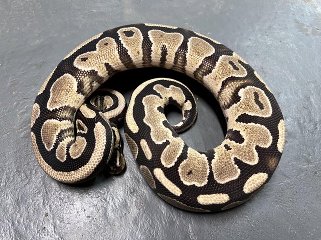Preview of the first image of Female Fire Poss Darkling Ball Python.
