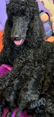 Image 14 of gorgeous standard poodle pups for sale