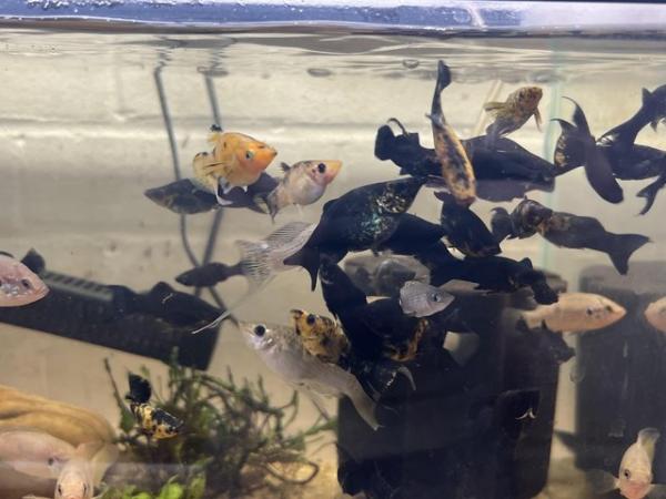 Image 8 of Various tropical fish for sale