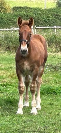 Image 2 of Fully registered Suffolk punch colt