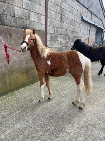 Image 20 of Pair of Cute Dartmoor Hill Ponies Future Kids Lead Reins.