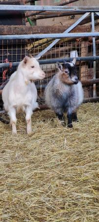 Image 1 of Lots of Goats ready for new homes