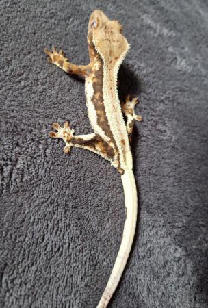Image 3 of Lilly white crested gecko Pinestipe