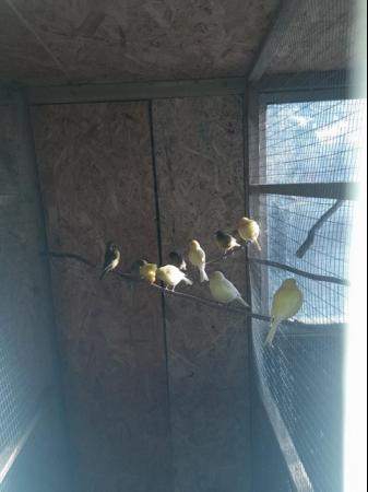 Image 2 of 2023 hatched canaries, to pair up