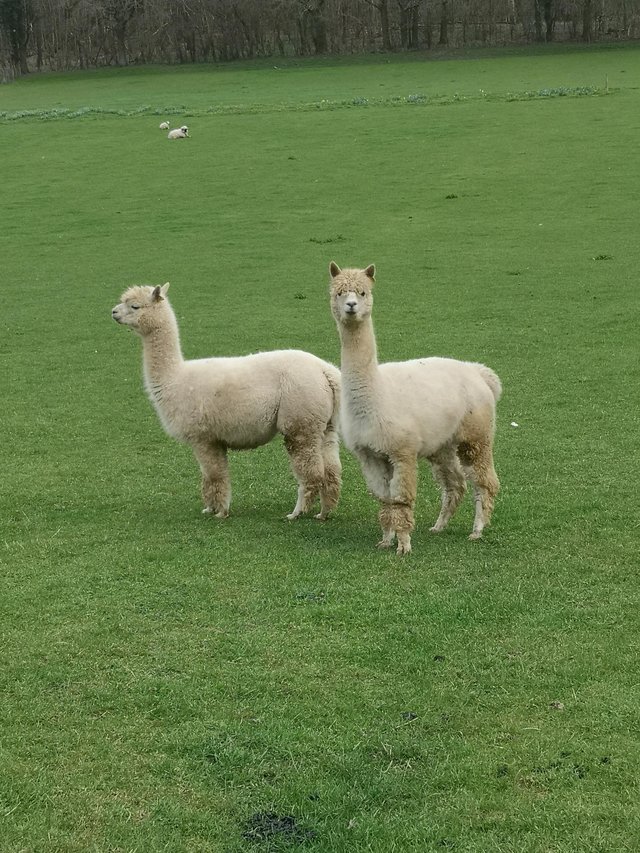 Preview of the first image of Alpaca females not registered but high quality breeding fema.