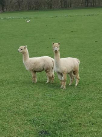 Image 1 of Alpaca females not registered but high quality breeding fema