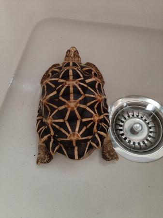 Image 5 of 15 year old Indian star tortoise