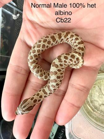 Image 5 of Hognose snake for sale (Collection only)