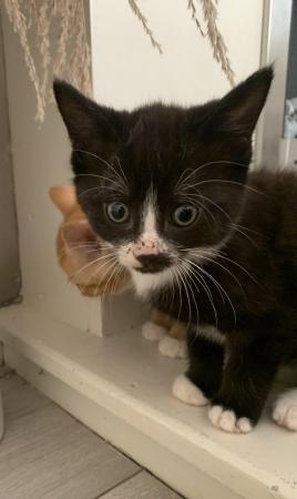 Image 3 of 9 week old male tuxedo kitten