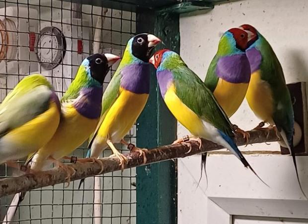 Image 2 of Red & Black Gouldian Finches