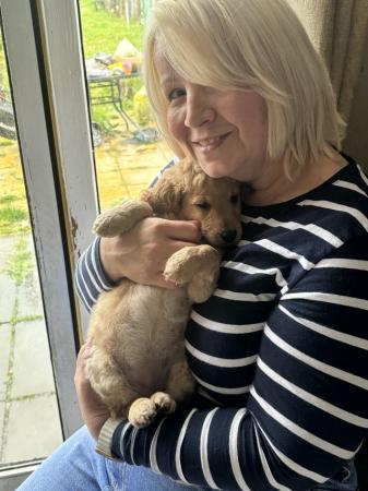 Image 16 of Cavapoo puppy ready on 3rd of may
