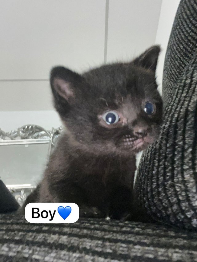 Preview of the first image of British blue shorthaired X kittens.