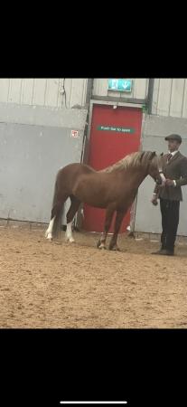 Image 1 of Welsh Section A Stallion 10 year old