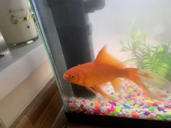 Image 5 of Goldfish for sale £5 Oldham
