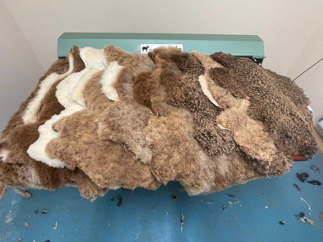 Preview of the first image of Organically tanned sheepskins.