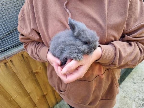 Image 5 of Lion head rabbits for sale