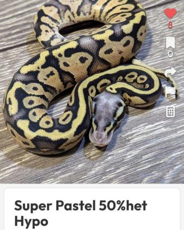 Image 14 of Reduced royal python morphs hatchlings and adults