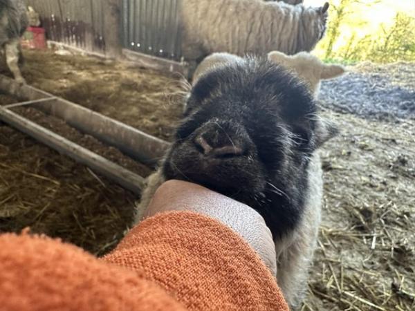 Image 1 of Affectionate ram lamb needs loving home July