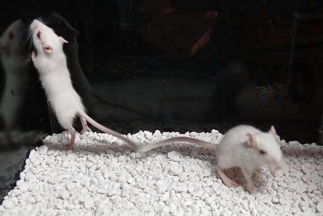 Preview of the first image of Two Baby Gerbils , White Albino's.