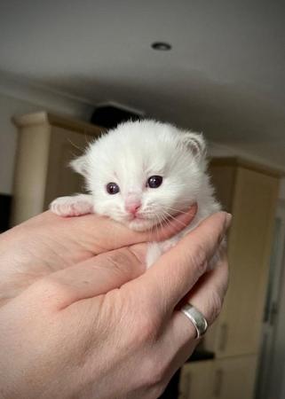 Image 8 of Ragdoll Kittens (GCCF REGISTERED AND FULLY HEALTH TESTED)