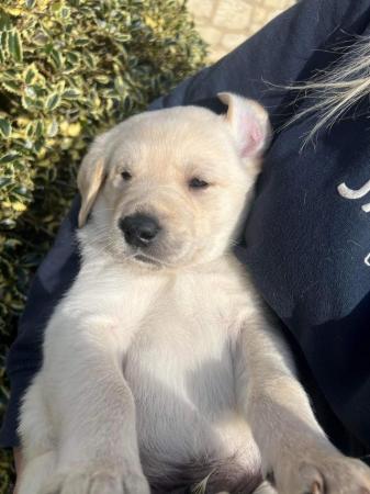 Image 17 of Gorgeous Chunky Labrador x Golden Retriever Puppies