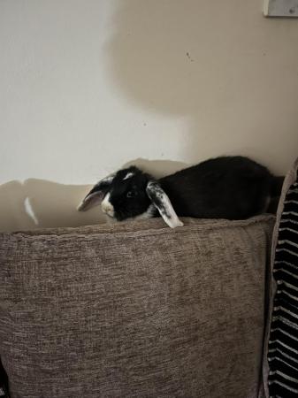 Image 2 of House rabbit for sale. Sebby