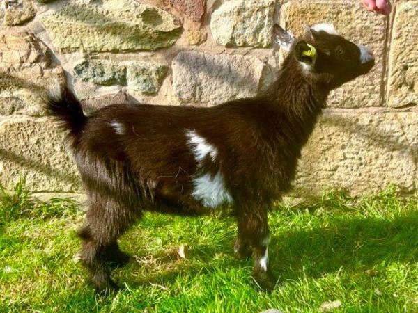 Image 13 of Registered Dwarf Dairy Billy Goat like Nigerian Dwarf Loan