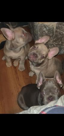 Image 12 of Beautyfullfrench bulldogs carrying fluffypossibly fl