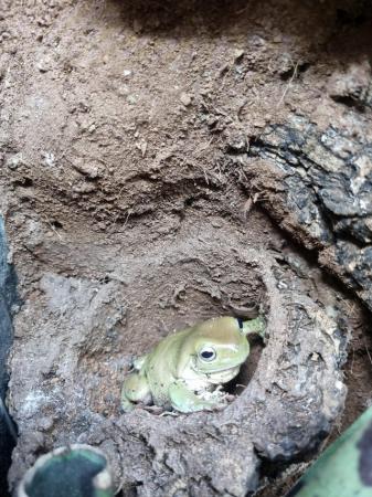 Image 4 of Young Whites Tree Frog For Sale