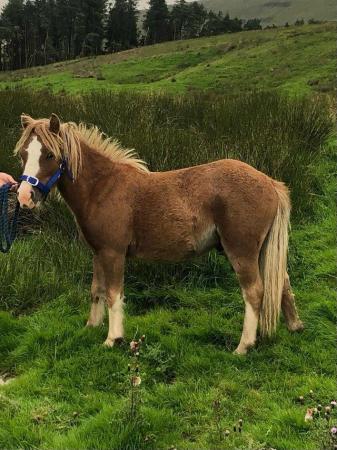 Image 2 of Shetland x section a gelding for sale